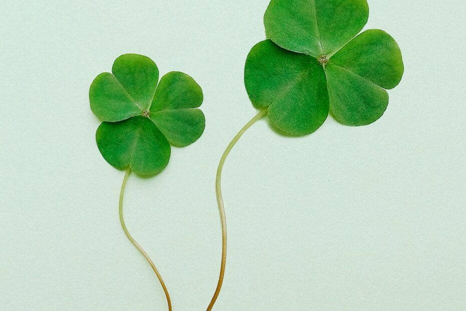 two-shamrock-stems-with-pale-green-background