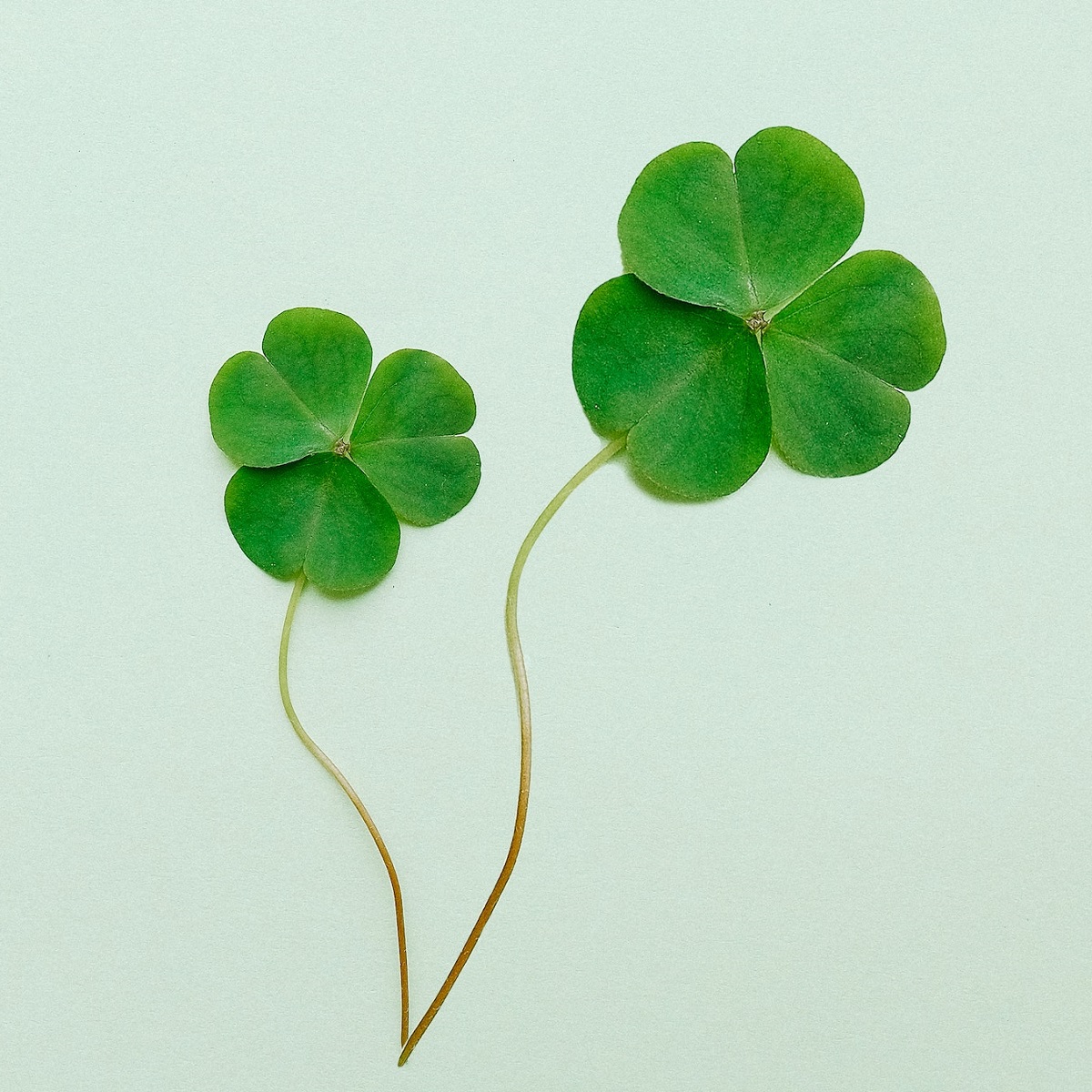 two-shamrock-stems-with-pale-green-background
